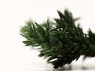 Close up shoot of Juniperus Rigida / Temple Juniper leaf, capture on a white isolated background 