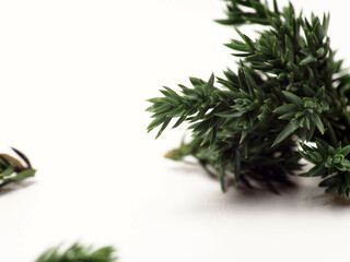 Close up shoot of Juniperus Rigida / Temple Juniper leaf, capture on a white isolated background 
