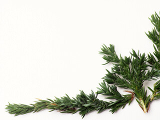 Close up shoot of Juniperus Rigida / Temple Juniper leaf, capture on a white isolated background 