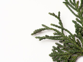 Macro shoot of Juniperus Chinensis leafs on an isolated white background