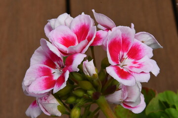 Pelargonia, kwiaty