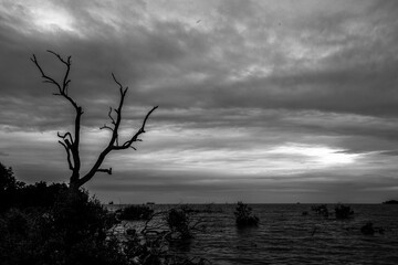 The abstract blurry background of the twilight light of the mangrove forest, with trees and cool natural breezes flowing.