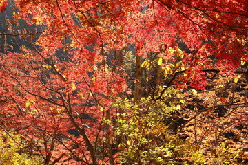 秋の山　御岳昇仙峡は甲府市の北部の渓谷。溪谷沿いの遊歩道からは花崗岩の断層や奇岩・奇石の絶景を見ることができる。