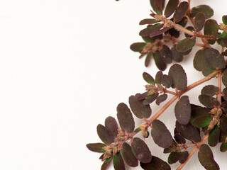 Close up shoot of Prostrate Spurge plants on a white isolated background