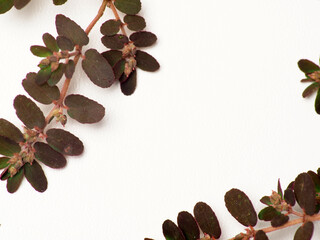 Close up shoot of Prostrate Spurge plants on a white isolated background