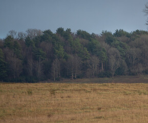 autuam view across parkland towards distant treeline with greens and purples