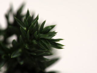 Close up shoot of Juniperus Rigida / Temple Juniper leaf, capture on a white isolated background 