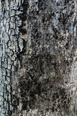 Close up the old dry aging dark black and white tree with natural curve pattern in an abstract texture skin with day light and shadow