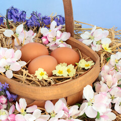 Springtime composition with fresh brown eggs on straw in a rustic wood basket with apple blossom,...