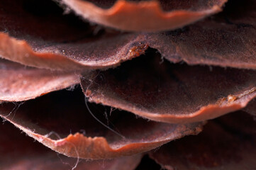 close up shot, pine cone isolated on white background