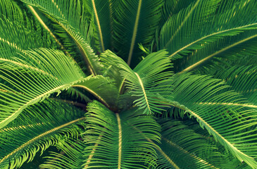 Cycas Revoluta, also known as sago palm, closeup of leaves