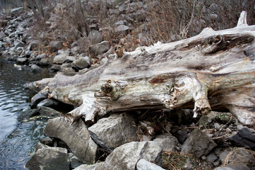 Large dry log on wet boulders near the water