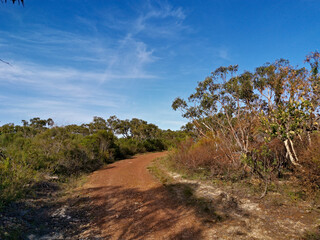 Fototapeta na wymiar Beautiful view of a hiking trail in the national park, Mackerel Trail, Ku-ring-gai Chase National Park, Sydney, New South Wales, Australia 