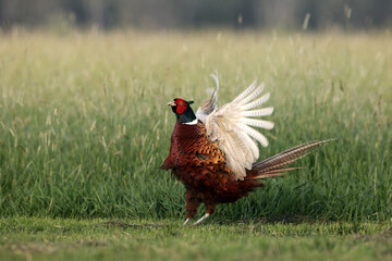 The common pheasant (Phasianus colchicus) in the grass. A large pheasant in low grass with a green background. Pheasant in courtship with outstretched wings.