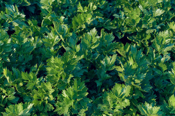 Top view shot of healthy parsley plants with deep green leaves in an agricultural field in West Bengal.
