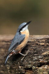 The Eurasian nuthatch or wood nuthatch (Sitta europaea) on the tree. A small songbird with a gray back and head, a yellow belly and a long beak.