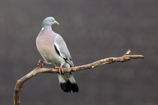 The common wood pigeon (Columba palumbus) on a branch with brown background