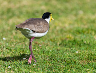 Masked Lapwing also known as a plover