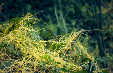 CUSCUTA DODDER , A PARASITIC VINE ON TELAKUCHA (COCCINIA INDICA) PLANT. ALSO CALLED SWARNALATA IN BENGALI. IN A GARDEN AT WEST BENGAL, INDIA
