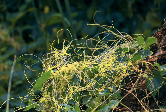 CUSCUTA DODDER , A PARASITIC VINE ON TELAKUCHA (COCCINIA INDICA) PLANT. ALSO CALLED SWARNALATA IN BENGALI. IN A GARDEN AT WEST BENGAL, INDIA