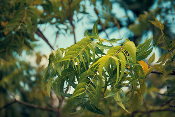 Neem, Nimtree or Indian Lilac (azadirachta indica) tree, closeup of leaf and branches. Parts of neem tree are used in traditional medicine of India for centuries.