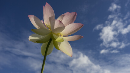 푸른 하늘아래 아름다운 연꽃