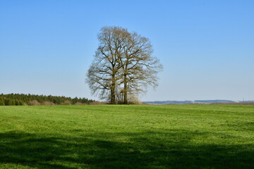 Ein paar Bäume auf der Wiese