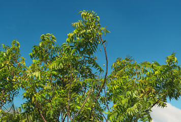 Neem, Nimtree or Indian Lilac (azadirachta indica) tree, closeup of leaf and branches. Parts of neem tree are used in traditional medicine of India for centuries.