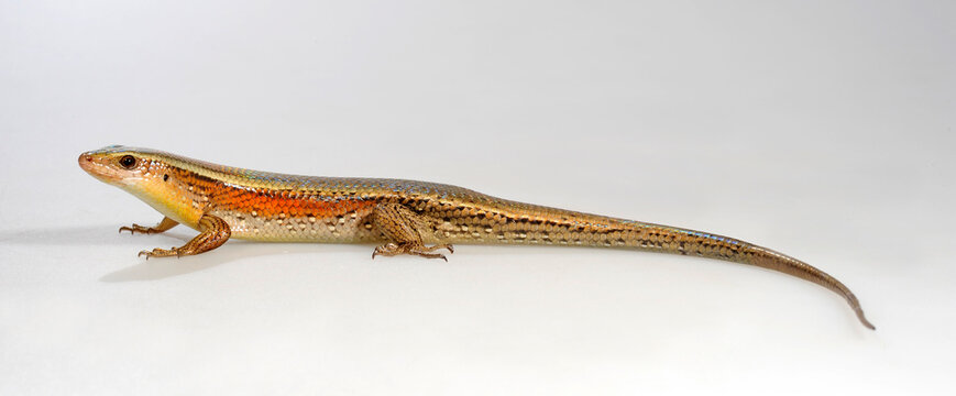 Gefleckte Mabuye // Bronze mabuya (Eutropis macularia) 