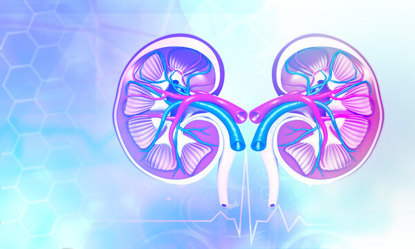 Cross section of human kidney. 3d illustration..