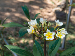 white flowers with leaves and nature