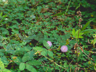 Purple flowers with leaves and nature