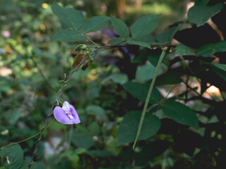 Purple flowers with leaves and nature