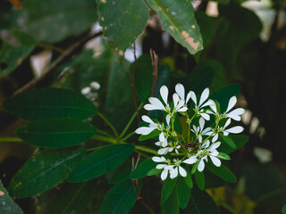 white flowers with leaves and nature