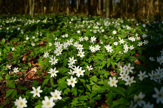 Weiße Blume eines Buschwindröschen im Wald 