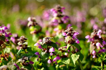 Blüten eines lila Löwenmäulchens auf der Wiese
