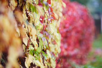 nature bagground with red leaves - 398862545