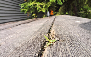 sprout of a plant grown through a wooden board. the concept of a new life, to overcome obstacles and achieve the desired,  aged boards, copy space, close-up