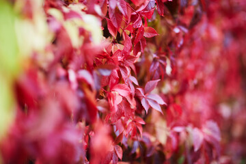 nature bagground with red leaves - 398862567