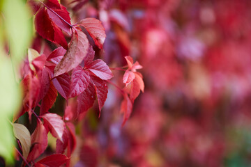 nature bagground with red leaves - 398862581