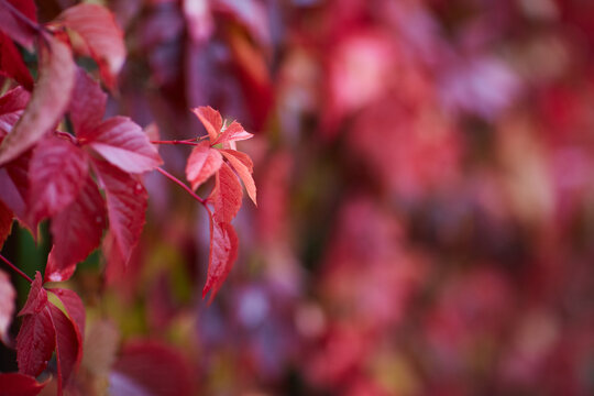 nature bagground with red leaves