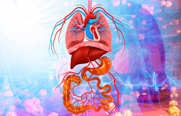 Human body anatomy on absract medical background. 3d illustration.