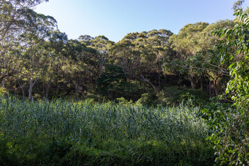 Green trees and blue sky in the woodland.