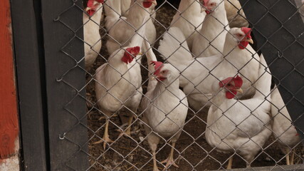 Weiße Freilaufhühner im Stall auf Bauernhof, warten auf Auslauf - 398863931