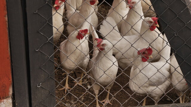 Weiße Freilaufhühner im Stall auf Bauernhof, warten auf Auslauf