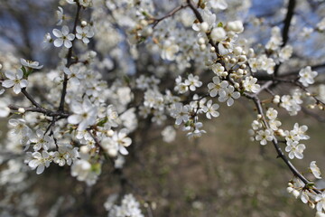 blurred cherry tree background with spring flowers