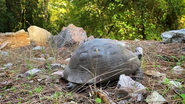 The turtle is crawling in the forest among stones and dry grass. An animal of the land turtles family, a detachment of reptiles. Close-up.