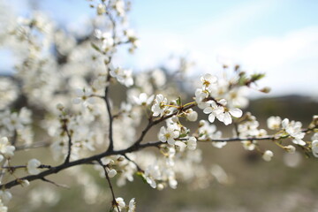 blurred cherry tree background with spring flowers