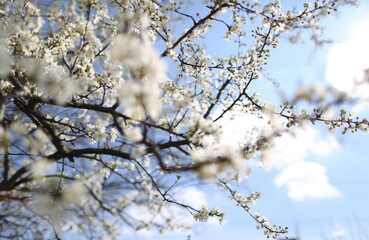 blurred cherry tree background with spring flowers