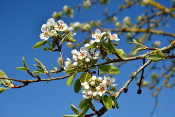 Eine weiße Birnenblüte im Frühling